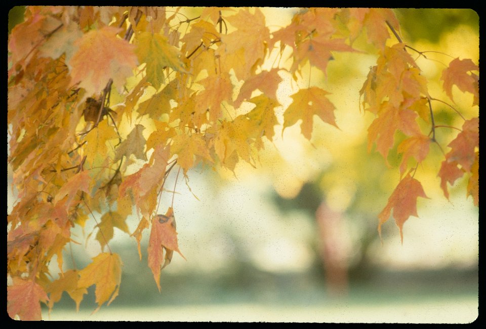 Autumn Leaves 1980